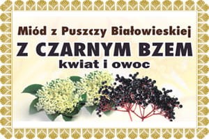 miód-z-czarnego-bzu-na-przeziębienie